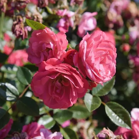 De La Bergerie Cote D'opale * Souverain-Moulin