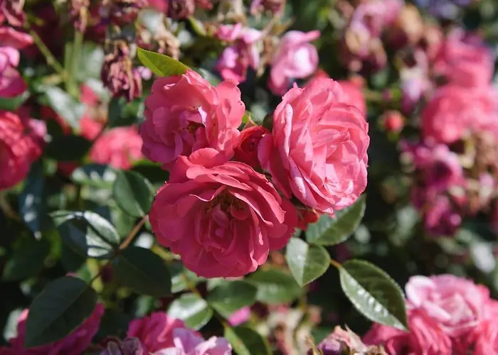 De La Bergerie Cote D'opale * Souverain-Moulin